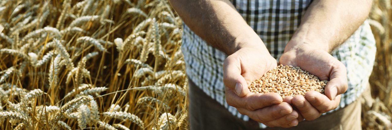 Man Standing in a Wheat Field Holding Wheat Grain in His Cupped Hands