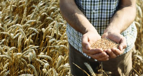 Man Standing in a Wheat Field Holding Wheat Grain in His Cupped Hands