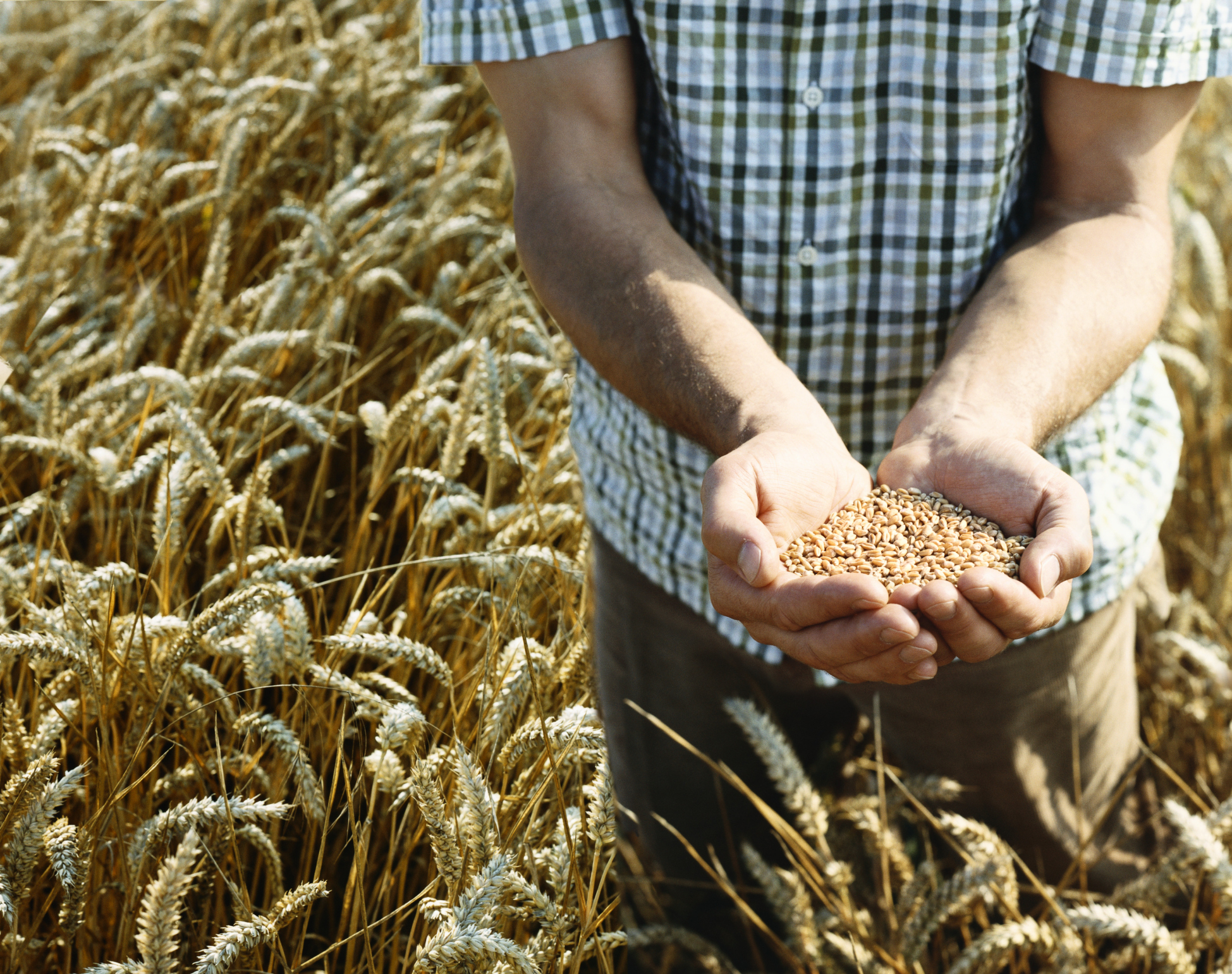 Man Standing in a Wheat Field Holding Wheat Grain in His Cupped Hands