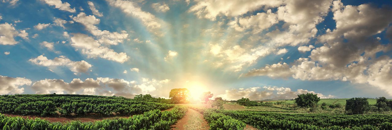 Plantation - Sunset at the coffee field landscape