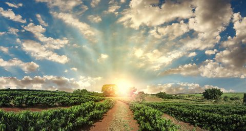 Plantation - Sunset at the coffee field landscape