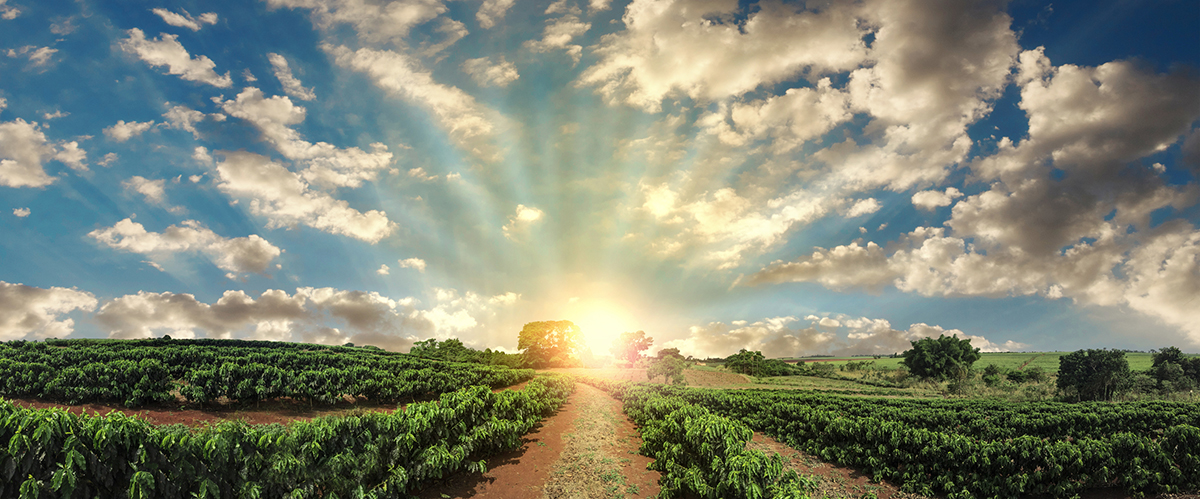 Plantation - Sunset at the coffee field landscape