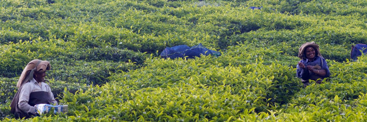 women in the field picking tea