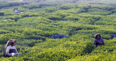 women in the field picking tea