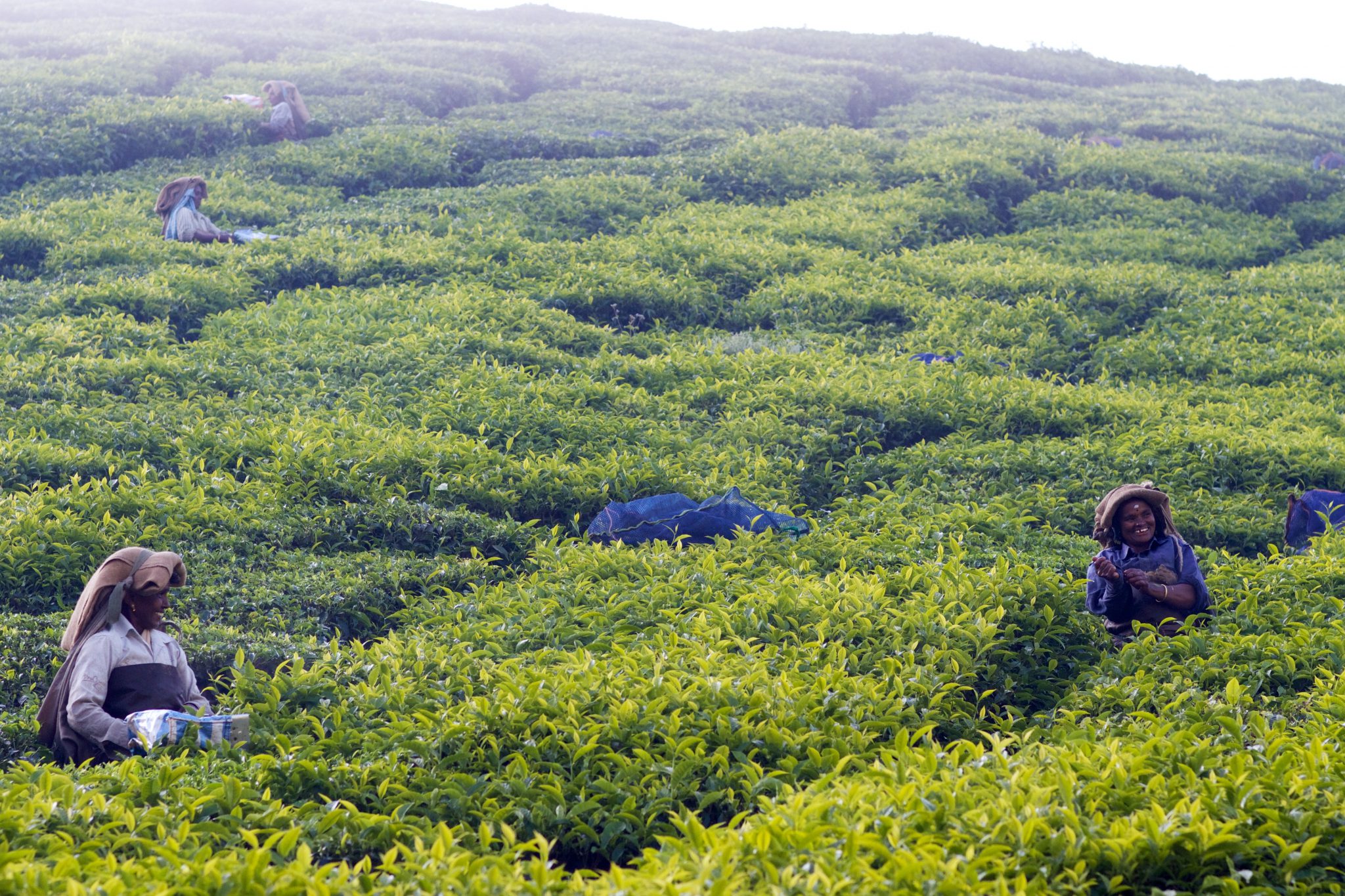 women in the field picking tea