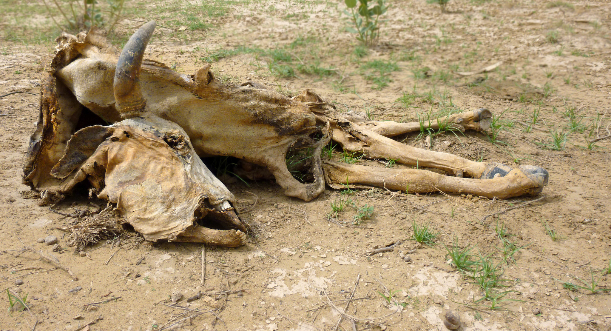 A bovine carcass in India's Thar Desert