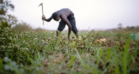 Gardening near Lake Bam