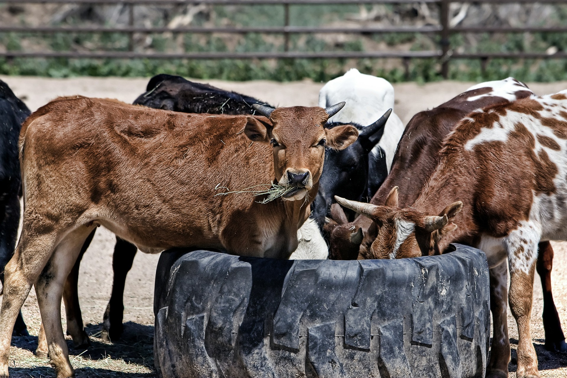 Cows at a cattle farm