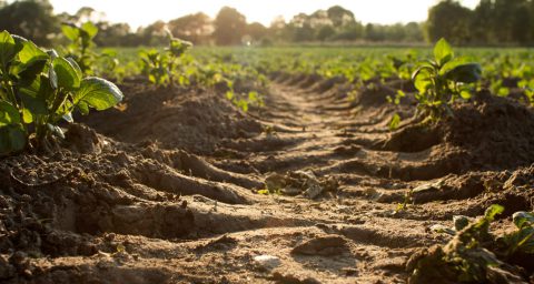 Tractor wheel mark trail on soil of agricultural plow field