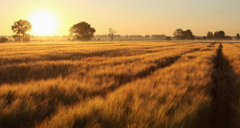 Field at sunset