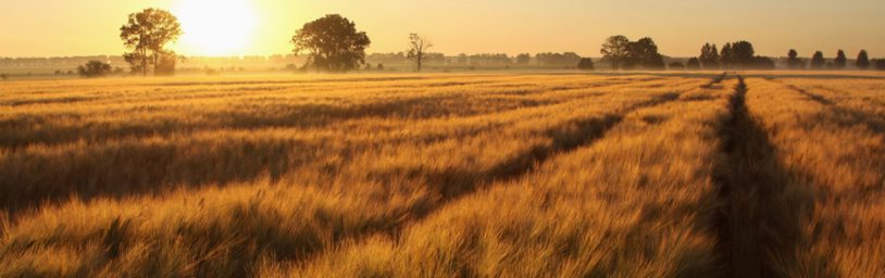 Field at sunset