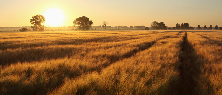 Field at sunset