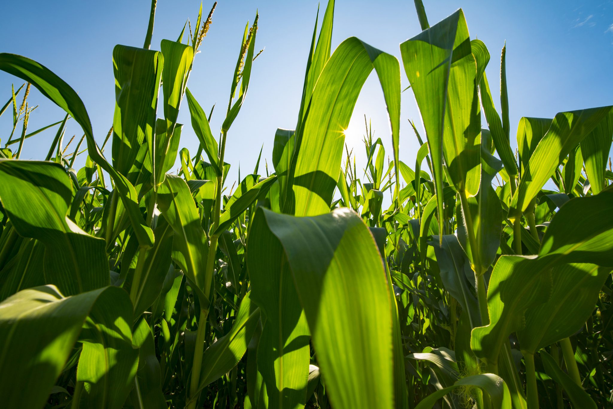 GM corn crop