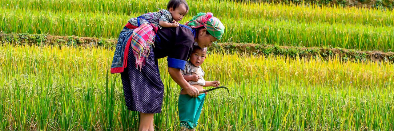Mother and kids in rice fields