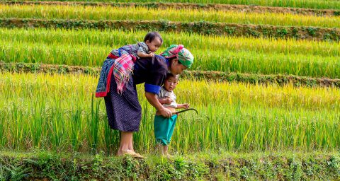 Mother and kids in rice fields