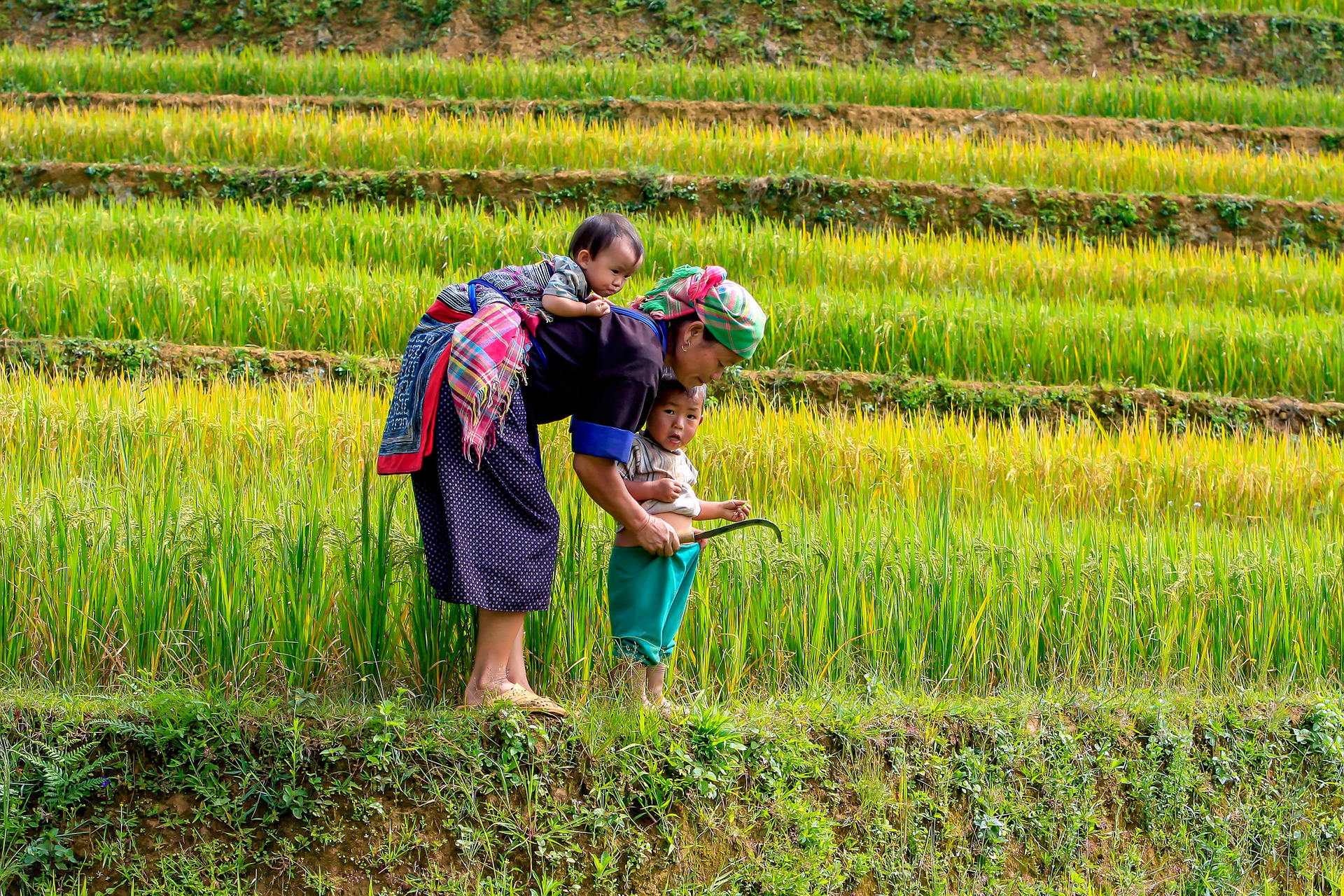 Mother and kids in rice fields