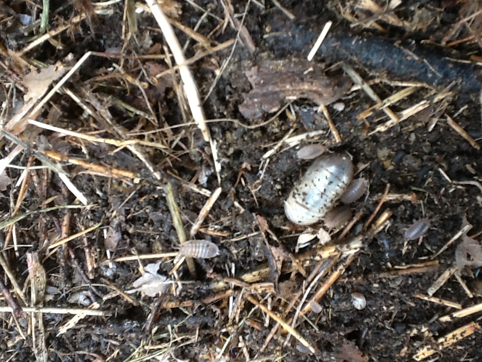 Bugs and grubs in the soil