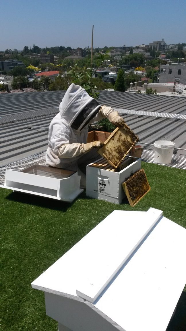 Bee keeping on top of a building in Melbourne