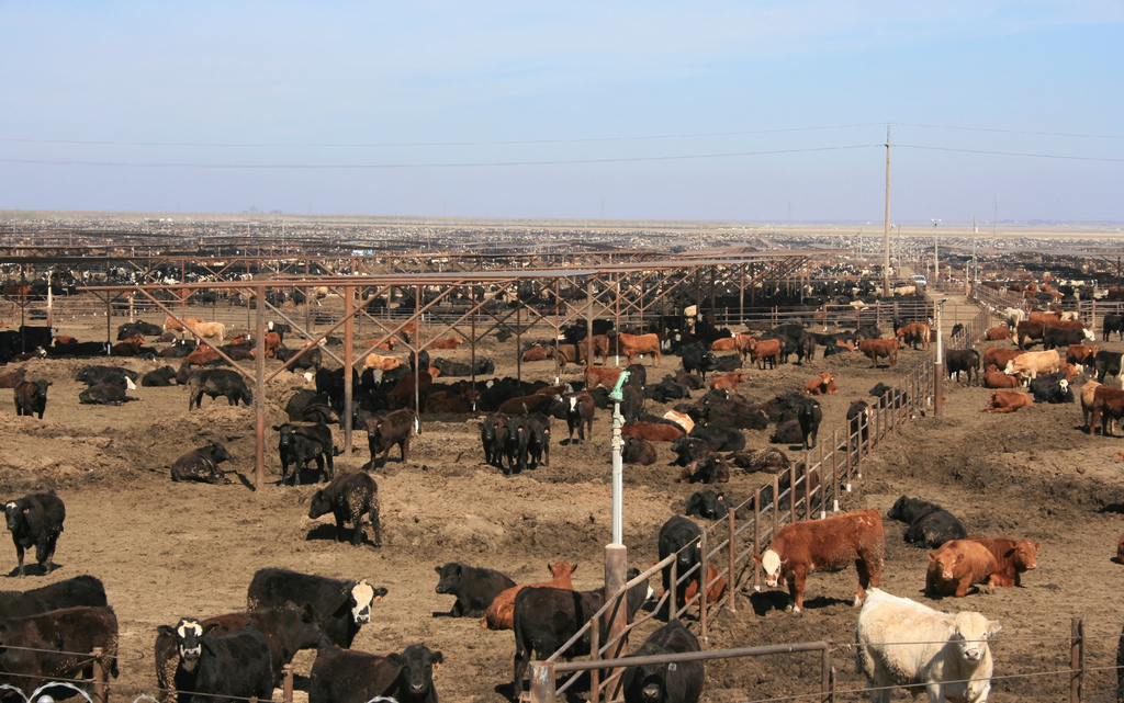 Large US cattle farm