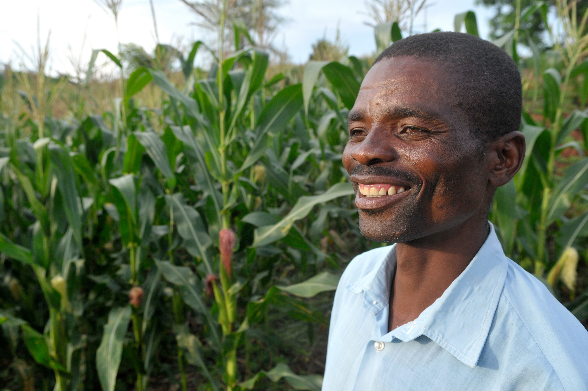 A Malawian farmer in a field