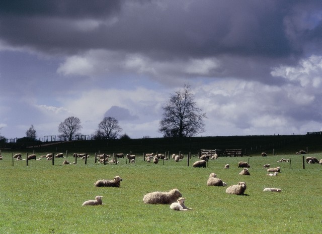 Sheep in a field