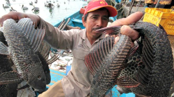 Fisherman in La Villita, Michoacan displaying a catch of non-native plecostomus fish