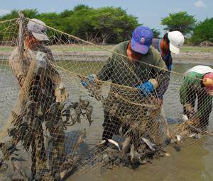 Fishermen removing plecostomus from their nets