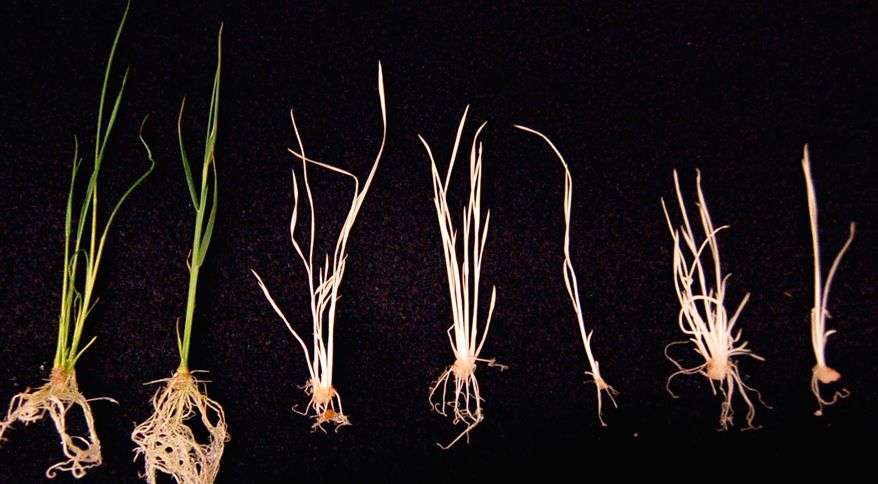 Differences in genetically modified rice