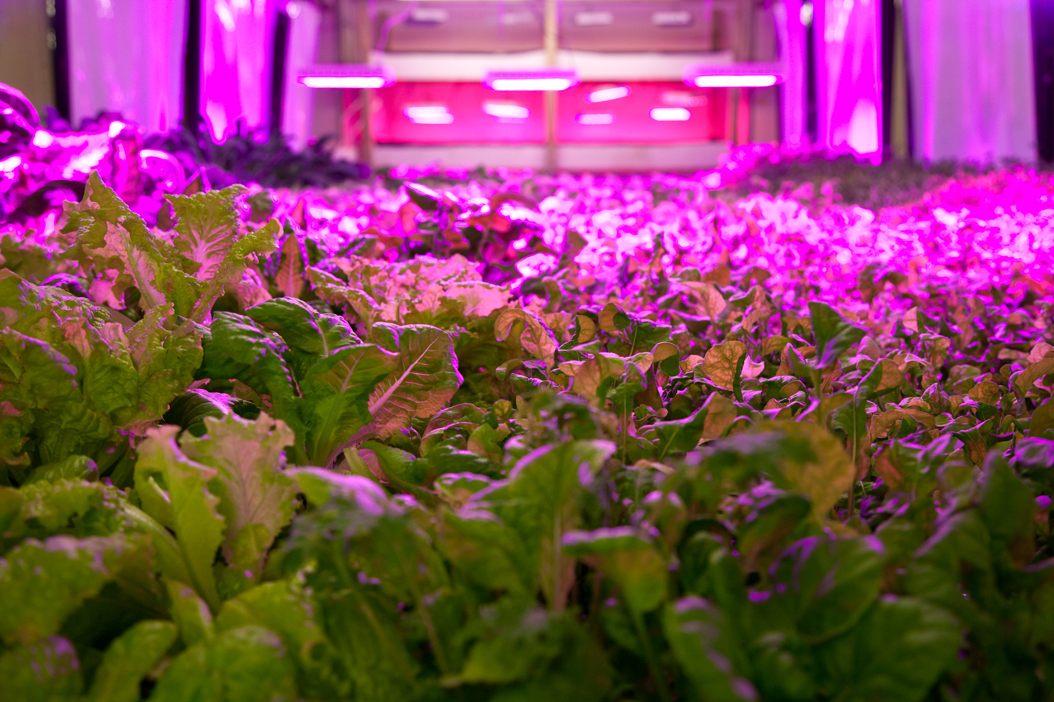 Plants grown using aquaponics