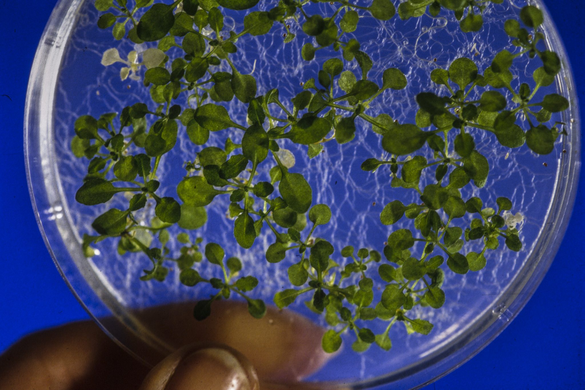 Arabidopsis in a petri dish