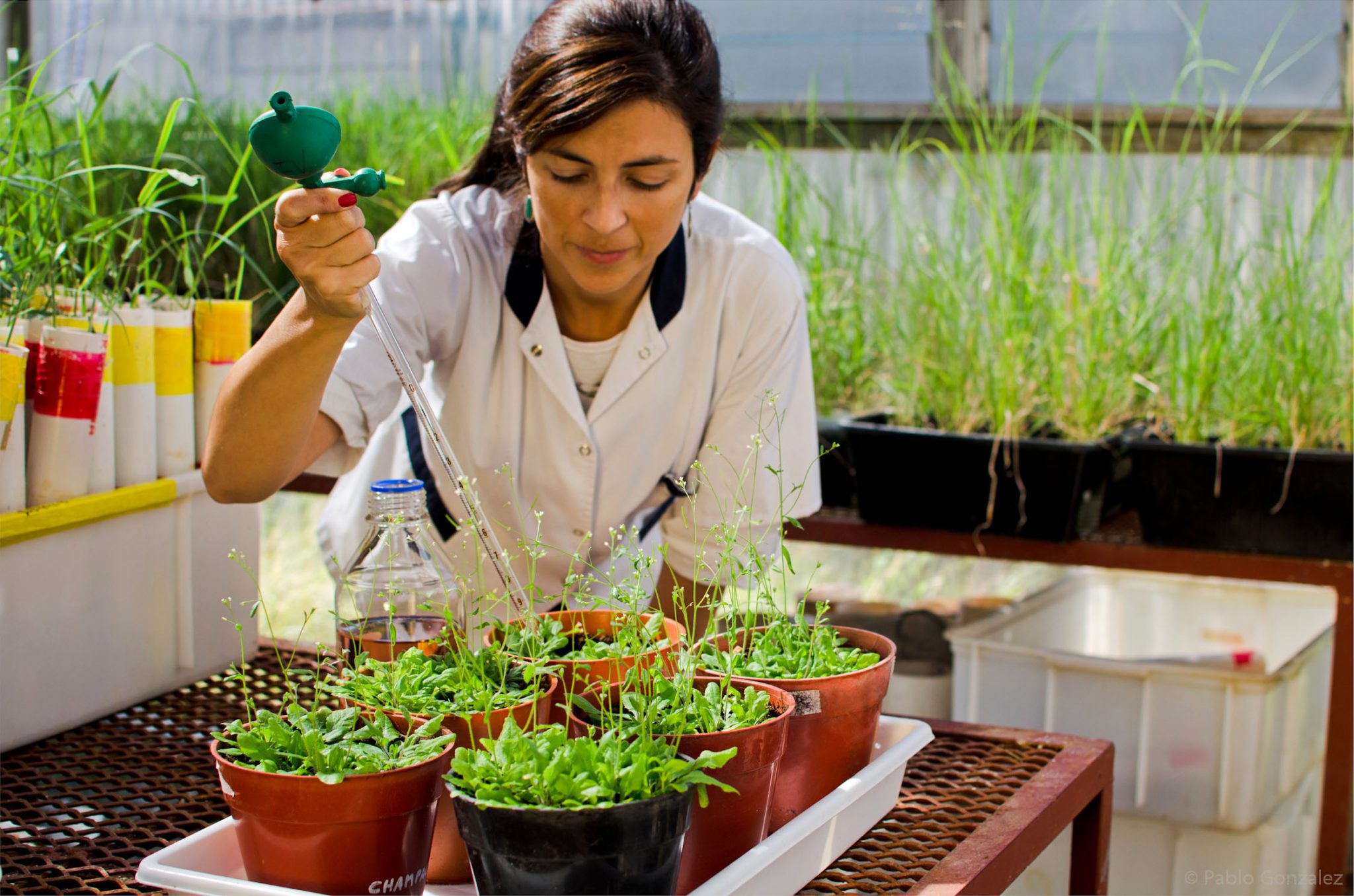 Plant scientist in the laboratory