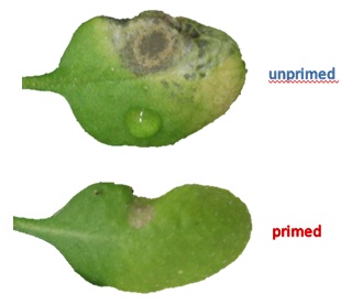 Image showing pathogen damage to a primed leaf compared with and unprimed leaf