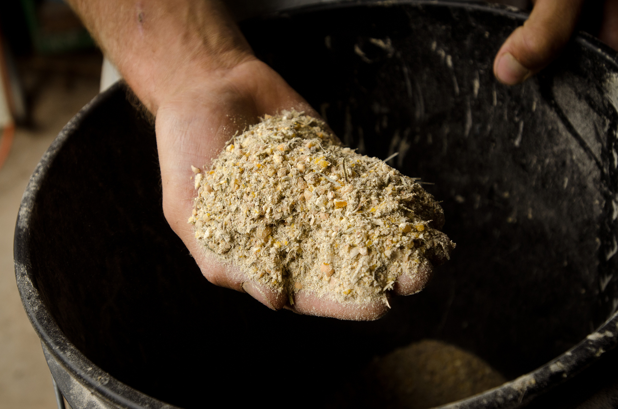 Bucket of animal feed