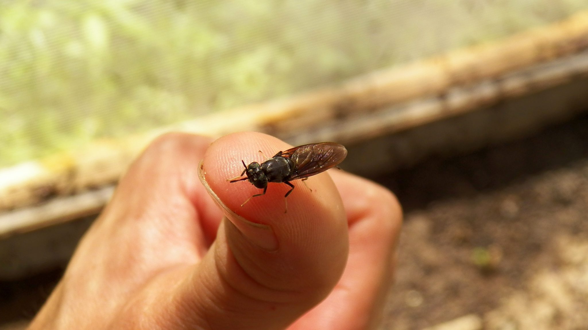 Black solider fly on a thumb