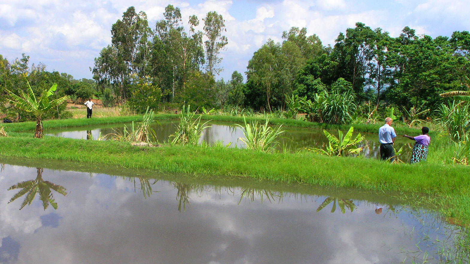 Fish farm next to crop fields