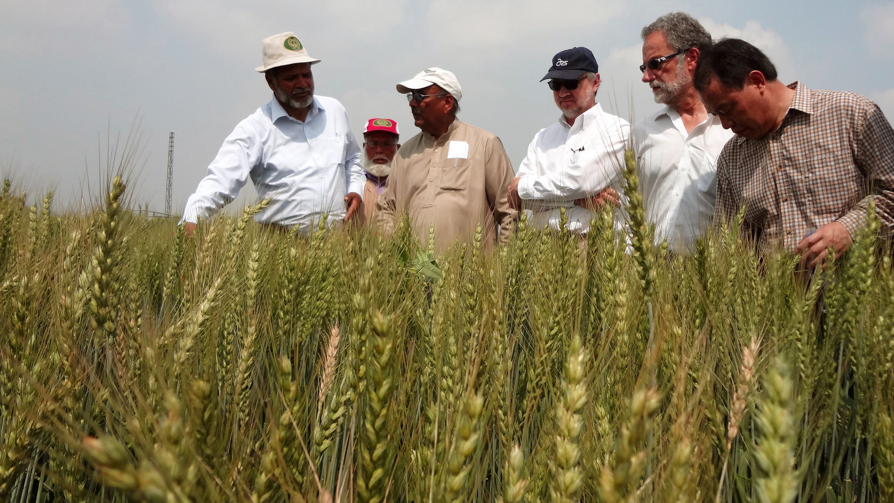 American scientists and Pakistani wheat experts in the field