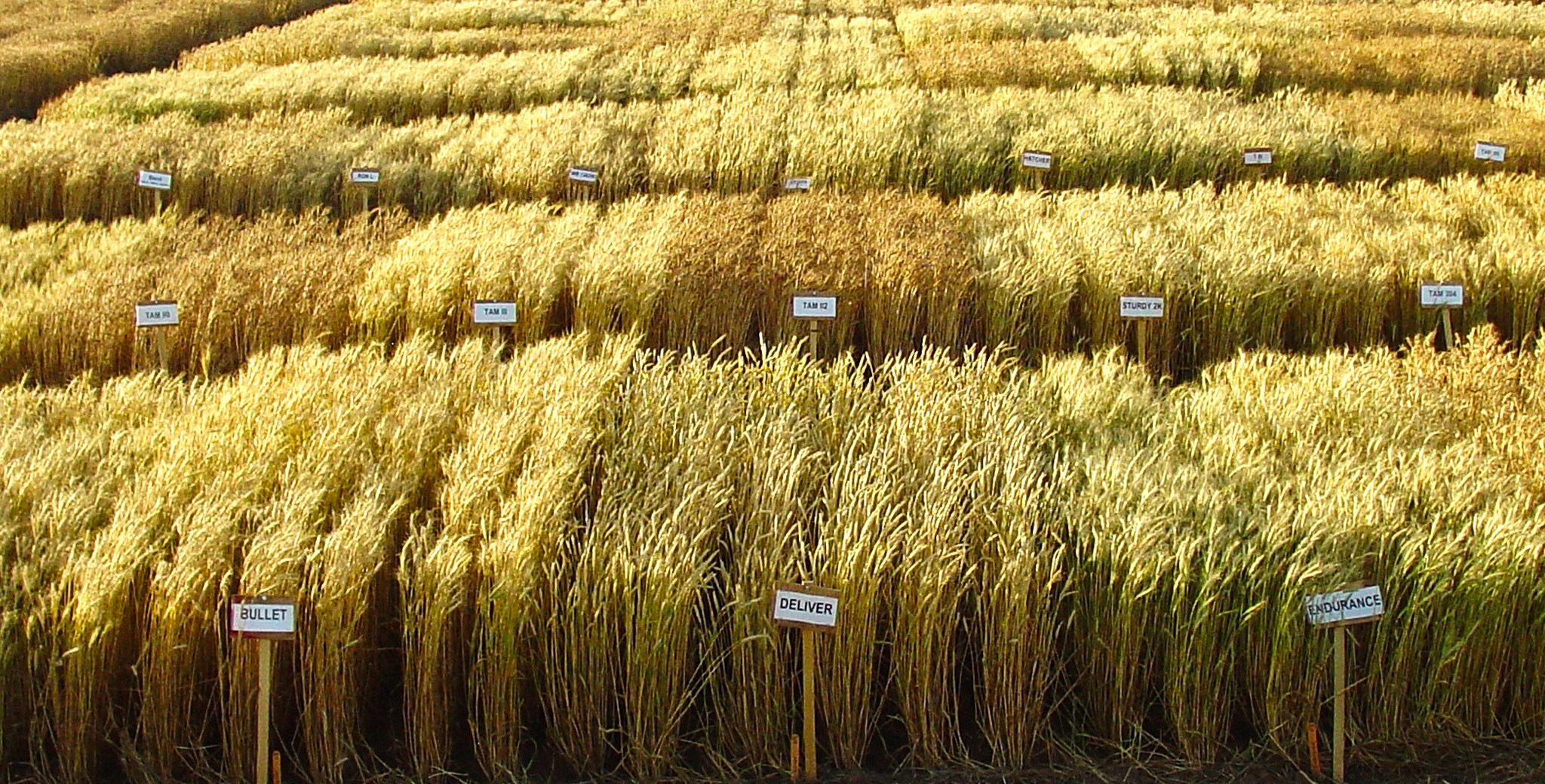 Different varieties of wheat in a field