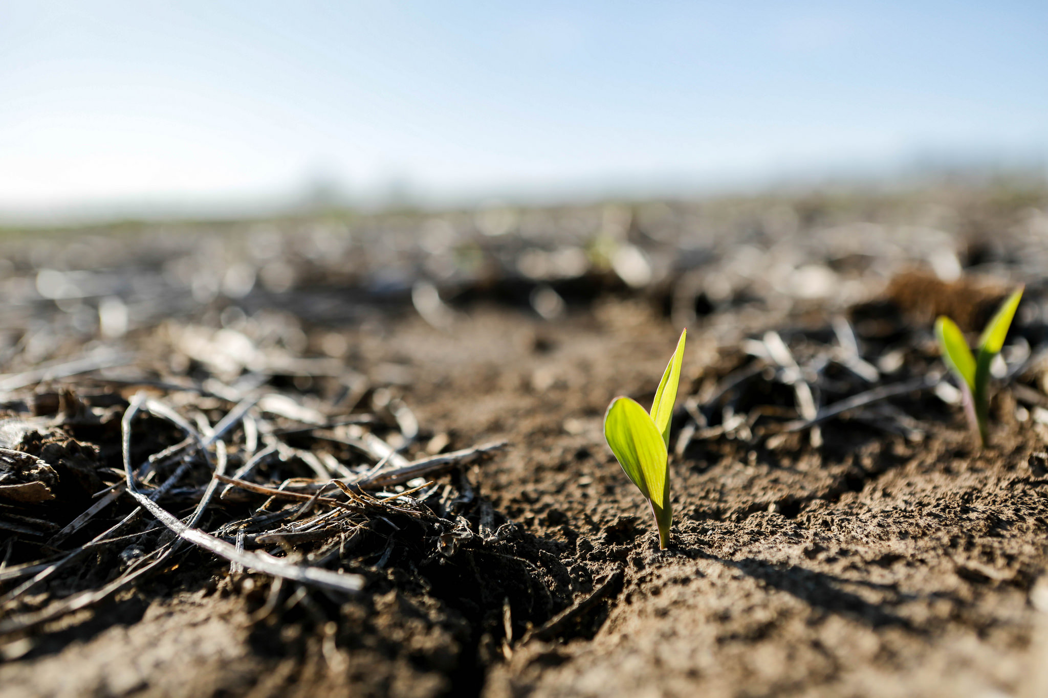 Patch of dry soil with two emerging seedlings