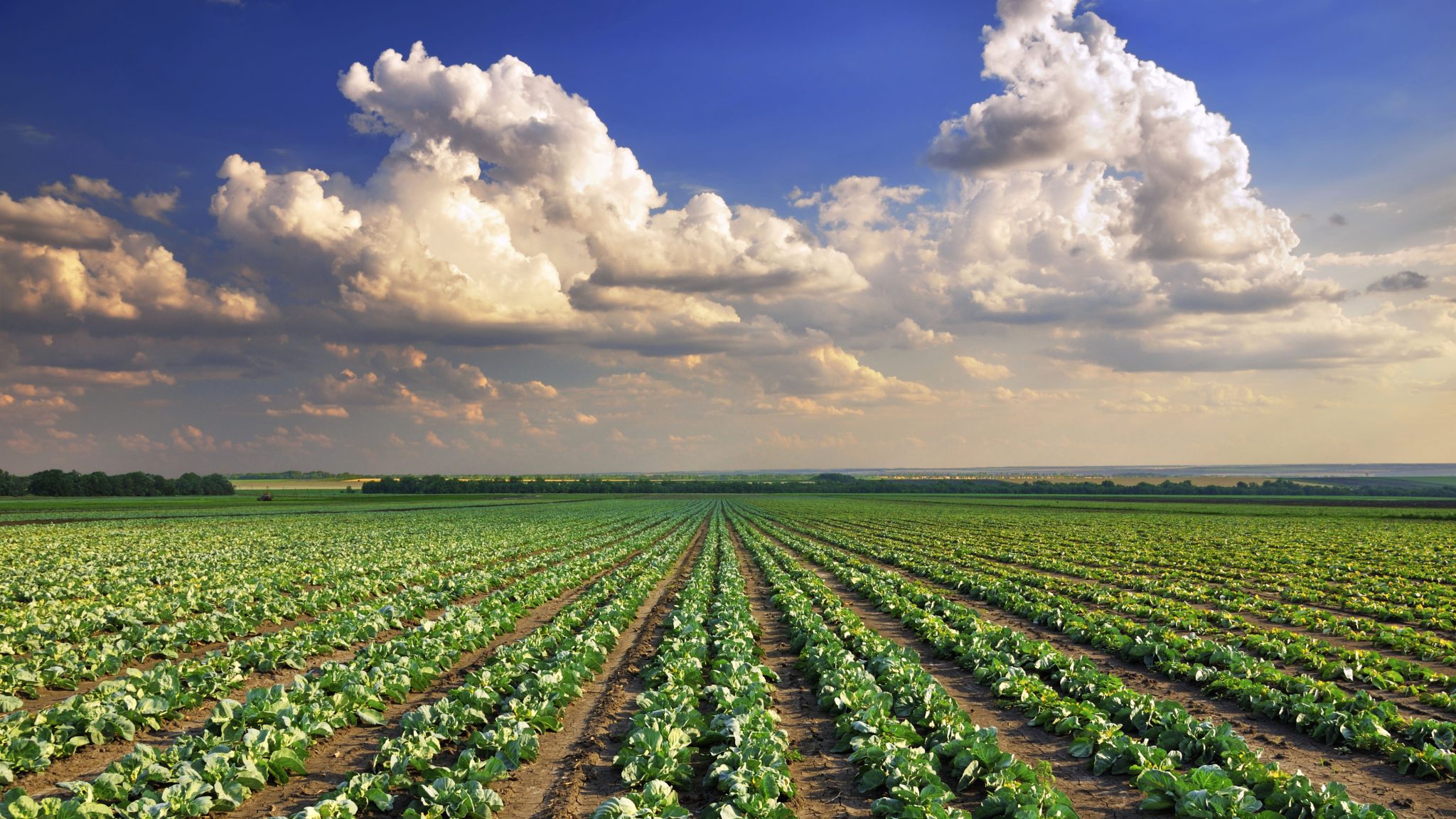 Rows of crops in a field