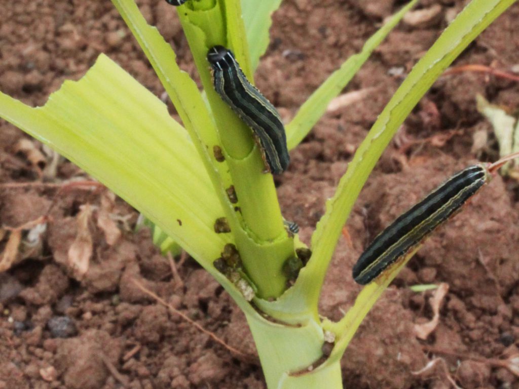 Armyworms on cereal crops