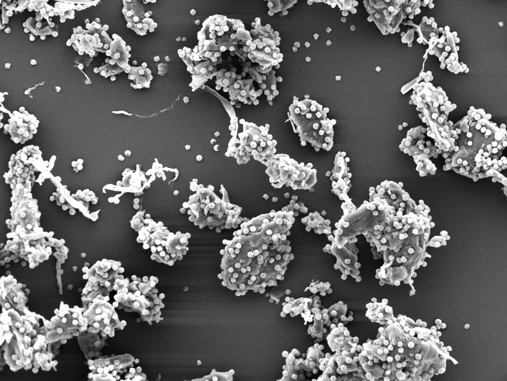 SEM of biopesticide spores attached to wax particles by electrostatic attraction