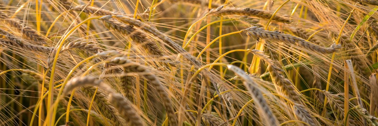 Wheat in a field