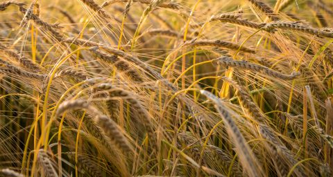 Wheat in a field