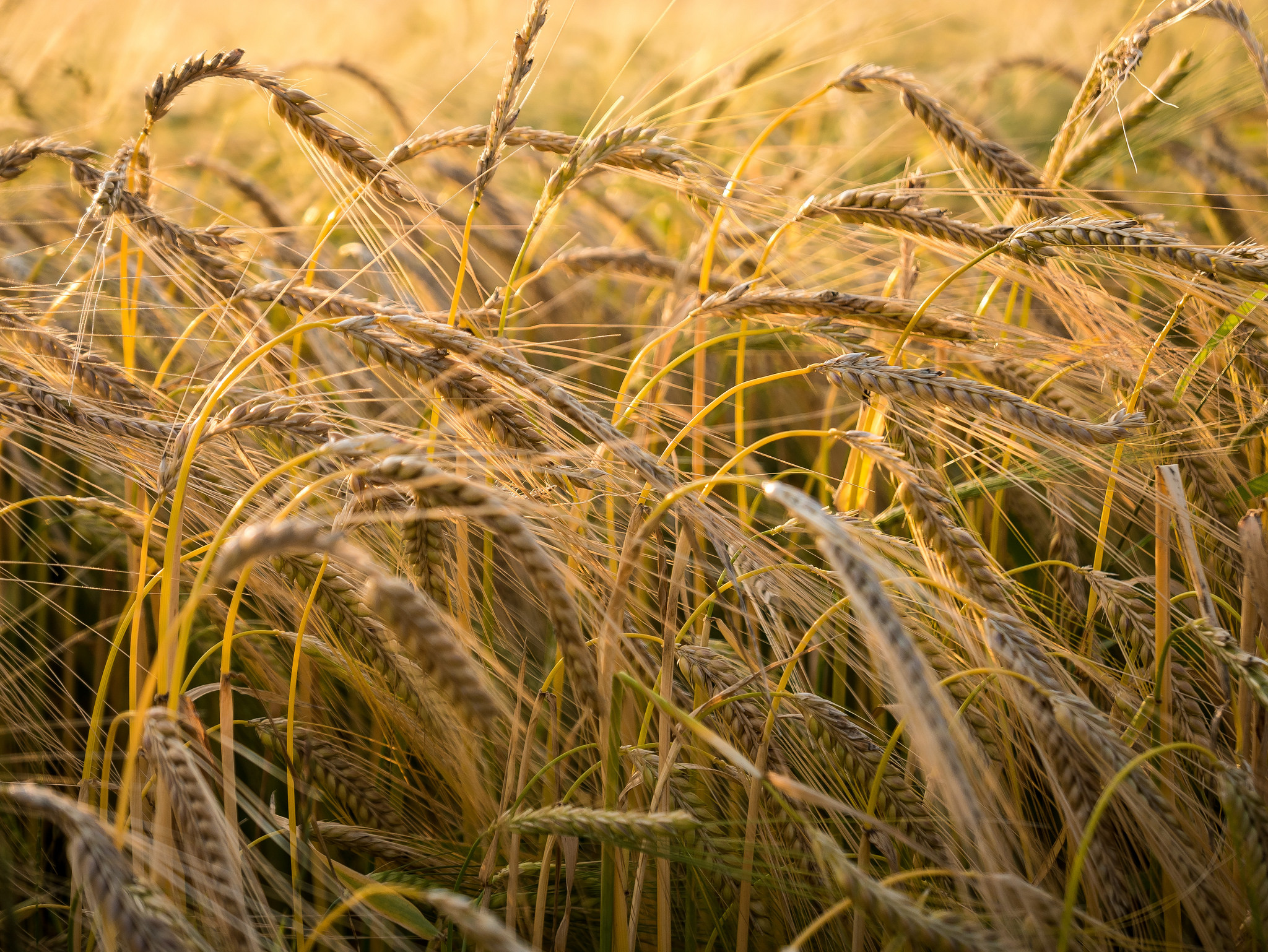 Wheat in a field