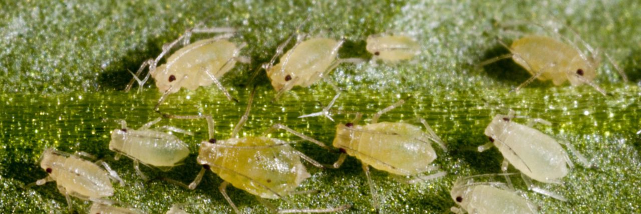 The green peach aphid (Myzus persicae) and her progeny feeding on a leaf