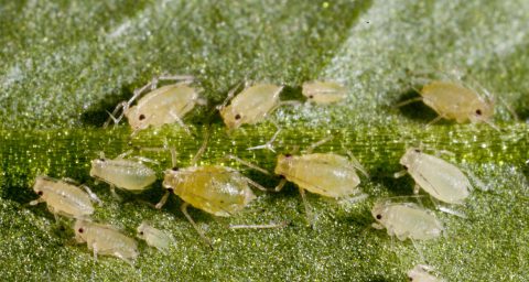 The green peach aphid (Myzus persicae) and her progeny feeding on a leaf