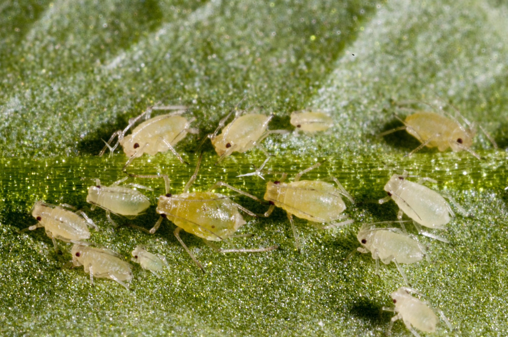 The green peach aphid (Myzus persicae) and her progeny feeding on a leaf