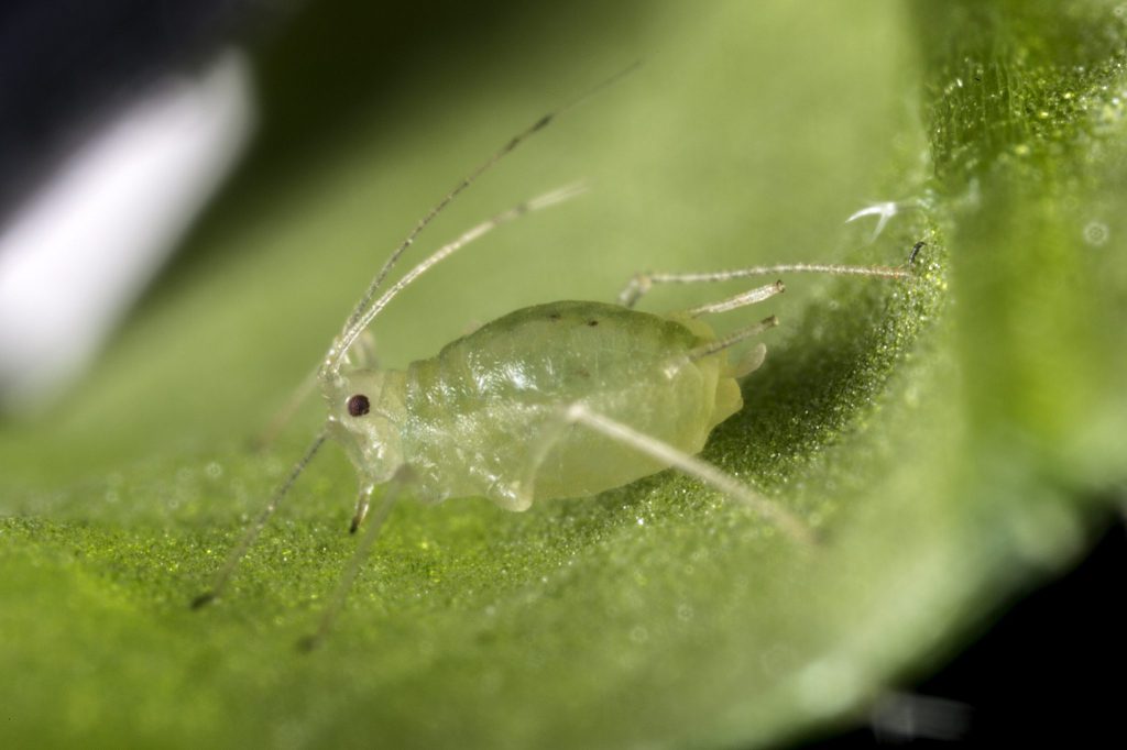 A single green peach aphid (Myzus persicae) feeding from a leaf.