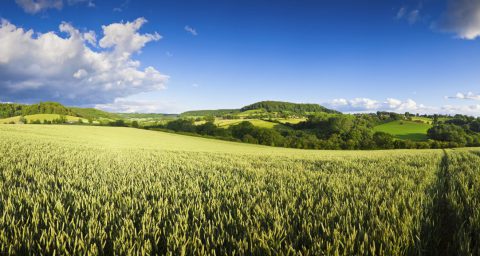 Agricultural crops