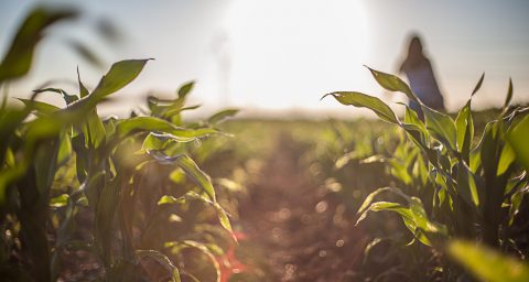 Corn field